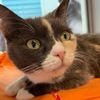 binkycortez04